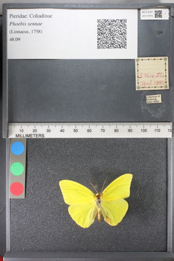 Media type: image;   Entomology 117915